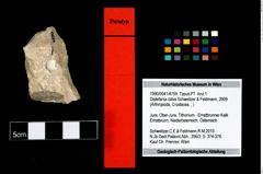 Foto (Objekt + Etikett) von Distefania calva (Schweitzer & Feldmann, 2009)  (NHMW-GEO-1990-0041-4759)